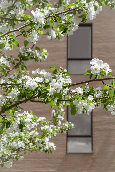 Tuğla Binanın Önündeki Beyaz Çiçek Açan Ağaç Şehre Bahar Geldi — Stok fotoğraf