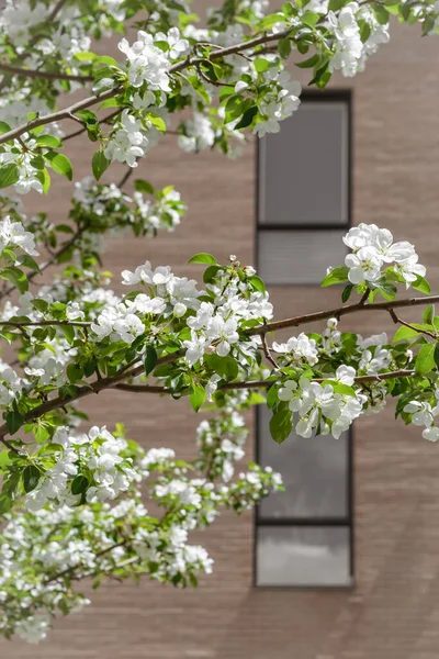 Arbre Fleurs Blanches Devant Bâtiment Brique Printemps Dans Ville — Photo