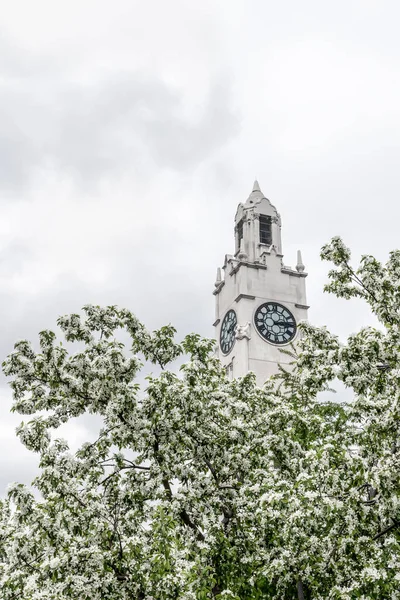 Çiçek Açan Elma Ağaçlarının Arkasındaki Beyaz Saat Kulesi Montreal Eski — Stok fotoğraf
