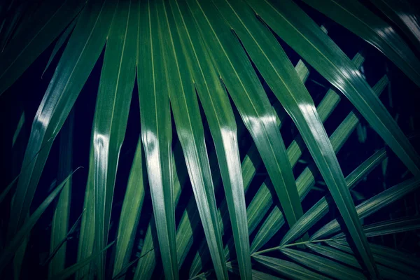 有阳光反射的深绿色棕榈叶 自然背景 — 图库照片
