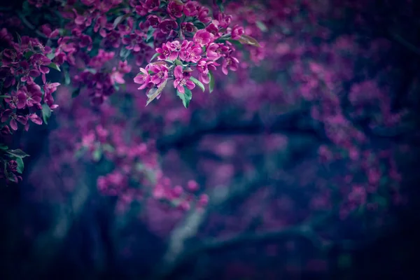 Jardin Printemps Sombre Avec Beaux Arbres Fleurs Violettes — Photo