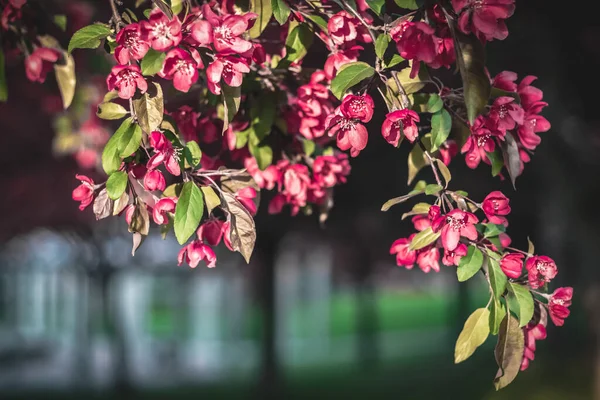 Delicate Pink Apple Tree Blossom Sunlight Dark Blurry Background — Stock Photo, Image