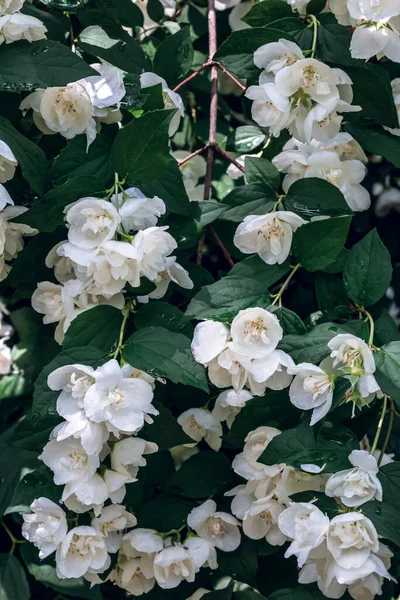 Bílé Jasmínové Květy Kvetou Jaře Městské Zahradě — Stock fotografie