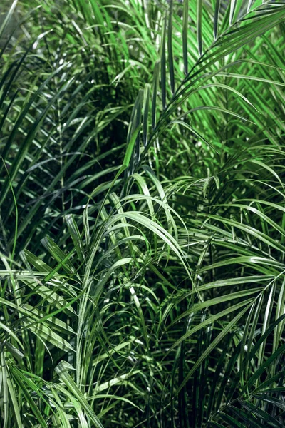 Fondo Hojas Palma Verde Brillante Textura Botánica Natural — Foto de Stock