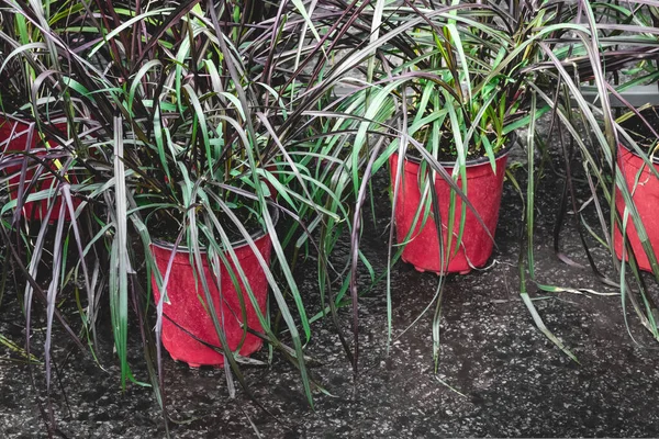 Grama Ornamental Colorida Vasos Vermelhos Mercado Floral — Fotografia de Stock