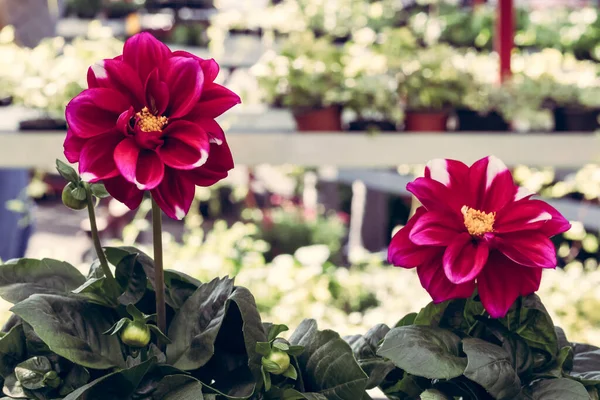 Dalias Color Rojo Oscuro Mercado Floral Centro Jardín Urbano —  Fotos de Stock