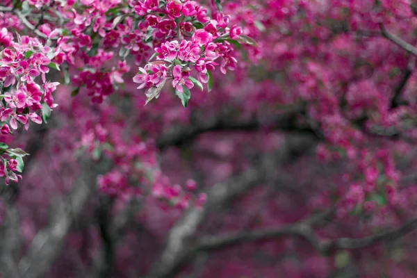 Canlı pembe elma ağacı çiçek açtı. Kopyalama alanı olan bulanık arkaplan.