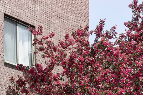 Różowe Kwitnące Drzewo Przed Murowanym Budynkiem Wiosna Mieście — Zdjęcie stockowe