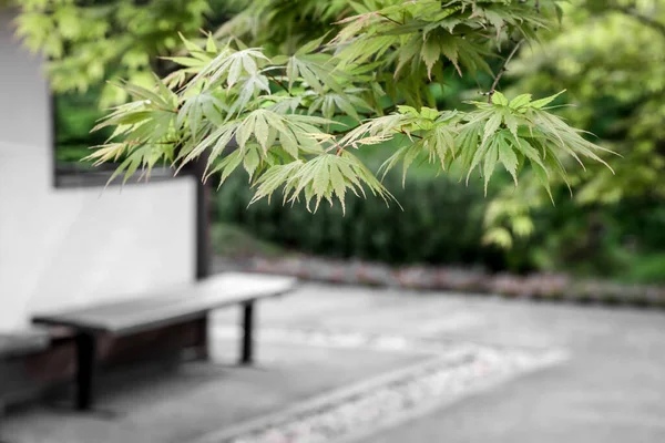 Japanese maple trees and a bench in a fresh spring garden.