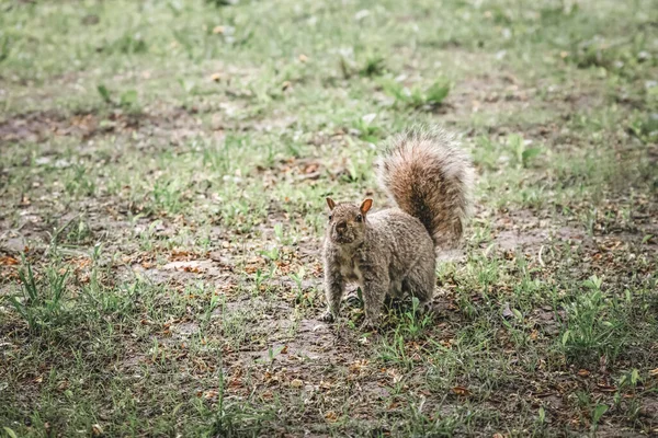 Esquilo Curioso Parque Cidade Olhando Para Câmera — Fotografia de Stock
