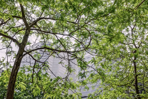 Moderní Kancelářské Budovy Jsou Vidět Přes Zelené Listí Jaro Centru — Stock fotografie