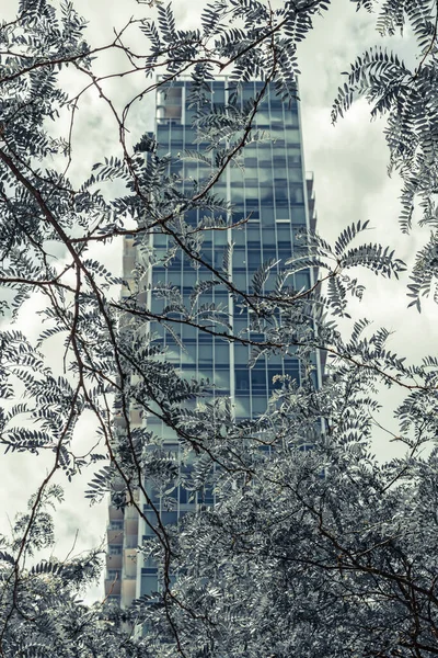 Teal Arranha Céu Colorido Visto Através Das Folhas Centro Montreal — Fotografia de Stock