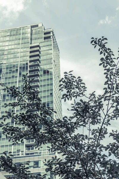 Teal Berwarna Modern Bangunan Terlihat Melalui Daun Pusat Kota Montreal — Stok Foto