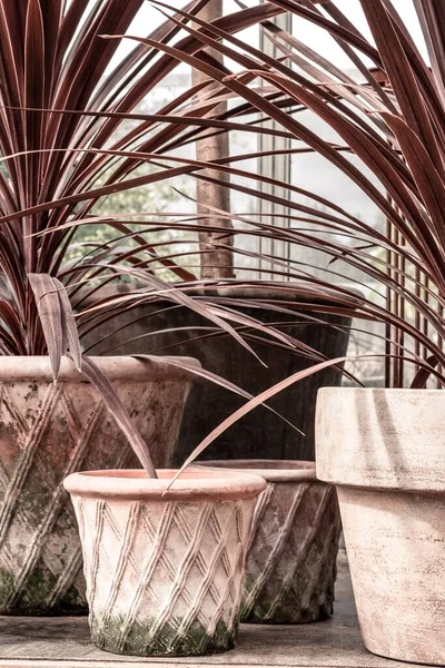 Pembe Yosunlu Kil Kaplarda Süslü Bitkiler Skandinav Bahçe Merkezi — Stok fotoğraf