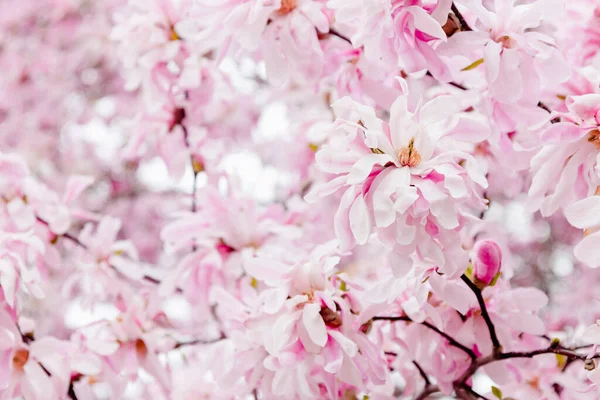 Delicate Roze Magnolia Bloemen Voorjaar Bloesem Achtergrond — Stockfoto