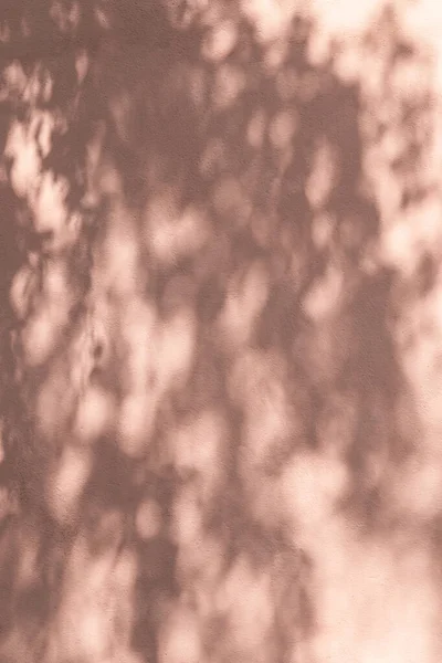 Skuggan Löv Rosa Vägg Abstrakt Bakgrund — Stockfoto