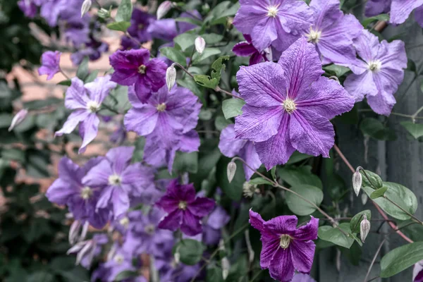 Flores Clematis Púrpura Floreciendo Jardín Verano —  Fotos de Stock