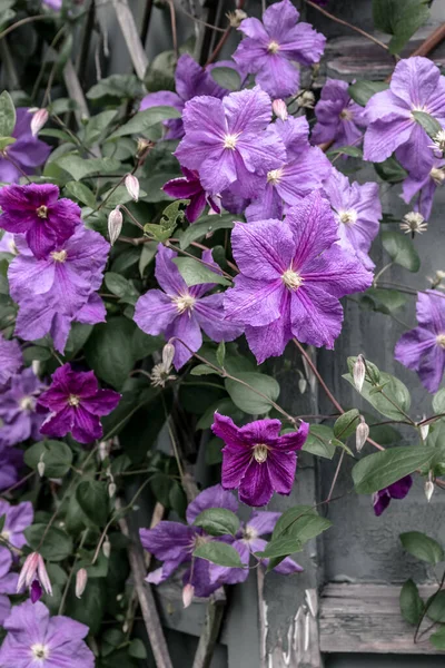 Paarse Clematis Bloesem Bloemen Zomertuin — Stockfoto