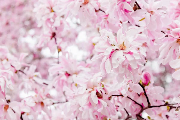 Delikatne Różowe Kwiaty Magnolii Wiosenne Tło Kwiatu Obrazy Stockowe bez tantiem