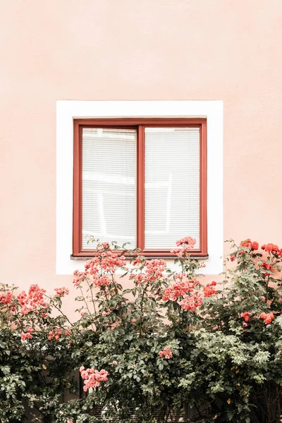 Blumen Schmücken Das Fenster Eines Rosa Gebäudes Einer Europäischen Stadt lizenzfreie Stockbilder