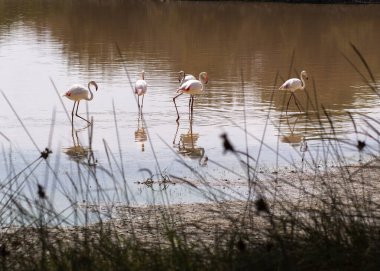 Güneşli bir günde beş flamingo..