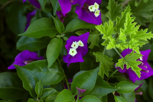 Hecke mit lila und weißen Blüten — Stockfoto