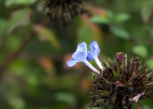 Deux fleurs bleues avec rosée du matin — Photo