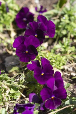 Mor menekşeler yeşil çimen ön planda.