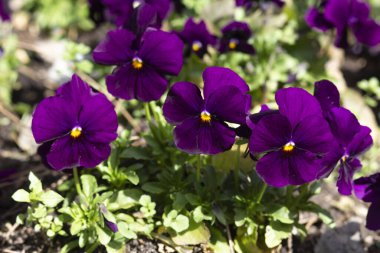 Mor menekşeler yeşil çimen ön planda.