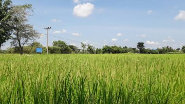 Kırsaldaki pirinç tarlaları