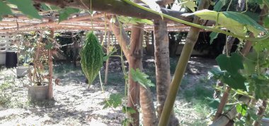 Bahçedeki Bitter kabak