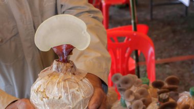 Ganoderma Lucidium ilaçlar için