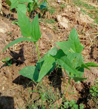 Yarda uzun fasulye bahçede yetiştirilen