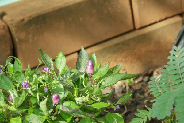 Color pimienta en el jardín —  Fotos de Stock