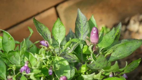 Color pepper in the garden — Stock Photo, Image