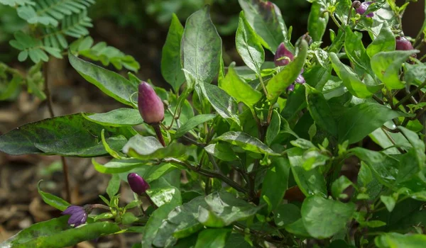 Color pepper in the garden — Stock Photo, Image