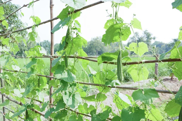 Il midollo vegetale nell'orto di un contadino — Foto Stock