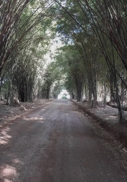 Bamboo Tunnel on road — Stock Photo, Image