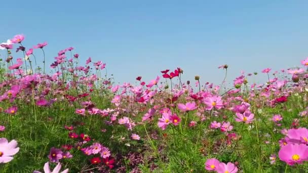Вітер дме рожеву малу квітку — стокове відео