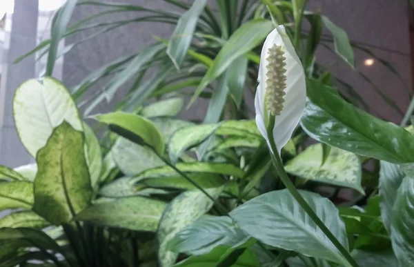 Flores blancas en el jardín — Foto de Stock