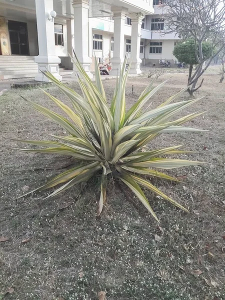 Agave sisalana Perr. no jardim — Fotografia de Stock