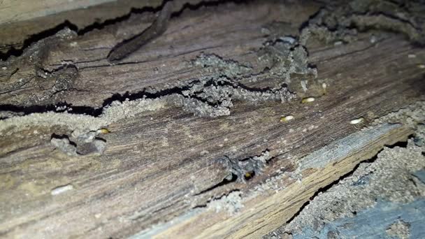 Termitas anidando en la madera para construir una casa . — Vídeos de Stock