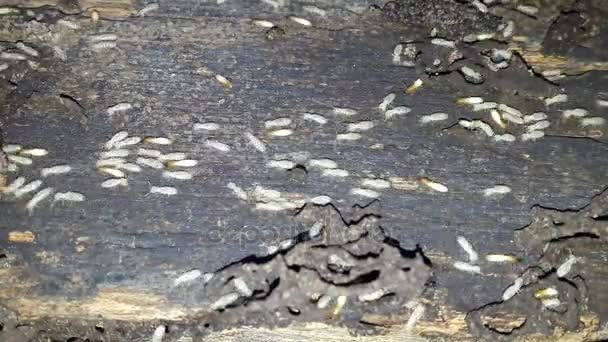 Termitów zagnieżdżanie na drewno do budowy domu. — Wideo stockowe