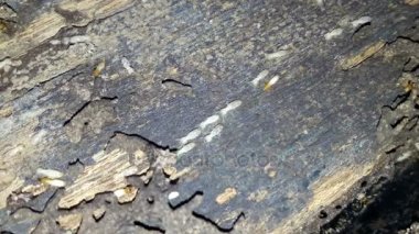 Termit bir ev bina için ahşap iç içe geçirme.