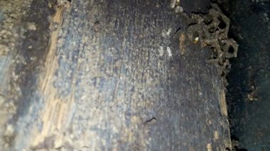 Termit bir ev bina için ahşap iç içe geçirme.