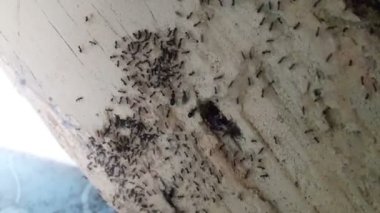 Yağmurdan önce sel kaçmak için daha yüksek bir yere yumurta taşıyan birçok karıncalar.