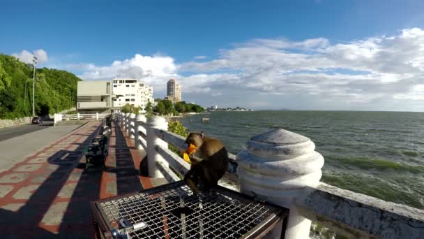 Macacos comer mangas com o delicioso no lixo e assistir os outros macacos para levar comida perto da praia . — Vídeo de Stock