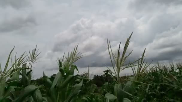 Corn hit by a gust of wind during the rainy season. — Stock Video