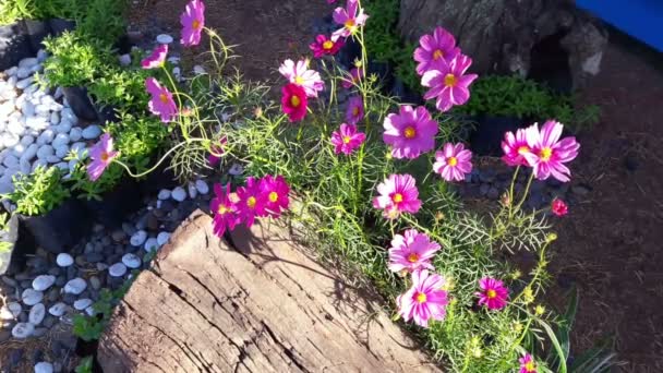 Hermosas Flores Cosmos Por Viento — Vídeo de stock