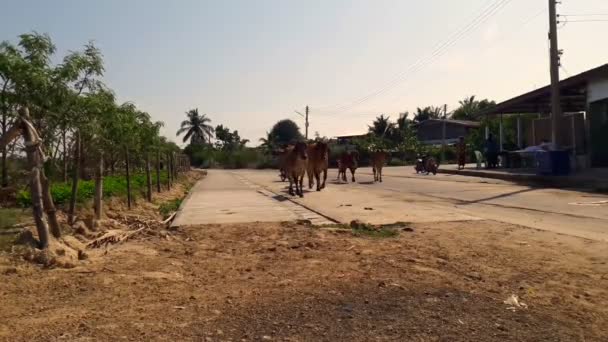 Agricultor Persegue Vaca Longo Estrada Maharashtra Tailândia Abril 2018 — Vídeo de Stock